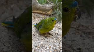 Orangebellied Parrot  Neophema chrysogaster [upl. by Solomon]