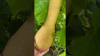 tromboncino squash garden gardening vegetables [upl. by Enitsrik755]