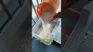 Can the design of a litter box solve the problem of litter flying around the housecat catlitterbox [upl. by Odnomyar233]