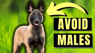 7 Reasons You SHOULD NOT Get A Male Belgian Malinois [upl. by Seiter945]