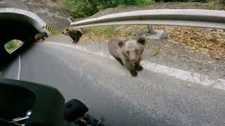 THE BEARS 🐻  OF TRANSFAGARASAN ROAD ROMANIA SUZUKI VSTROM 650  MOTORCYCLE TRIP BRAUNBÄREN [upl. by Ailina]