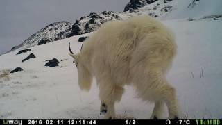 Mountain Goat Winter Habitat [upl. by Ardnoyek763]