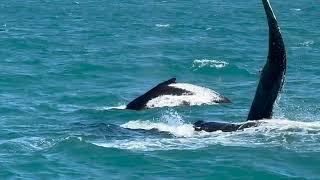 Humpback whales  mothers and young calves playing in Hervey Bay Australia [upl. by Ramedlav]