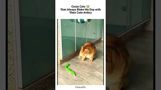 crazy cat funny moments part 13 catvideos trynottolaugh [upl. by Alhak854]