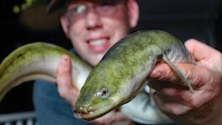 Eel catch clean cook  Eel fishing  How to catch eels How to cook eels [upl. by Arenahs]