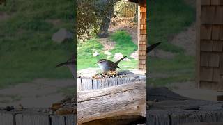 Bewicks Wren🐦Plump Wren Buffet bewickswren [upl. by Eyt]