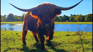 Brompton Lakes Ellerton Lake Highland Cattle Fest [upl. by Anastasie]