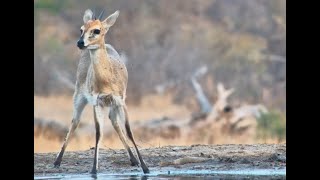 Duiker and his pet flies come for a drink [upl. by Stets]