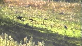 Fox meets Wedge tailed eagles [upl. by Swithbert790]