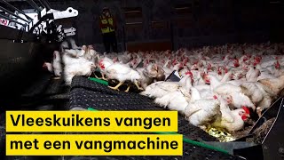 Vangen van vleeskuikens met een vangmachine [upl. by Cynthia15]