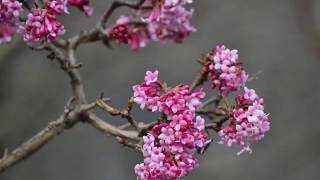 Kikeleti bangita Viburnum x bodnantense Dawn  videó képekben [upl. by Wunder]