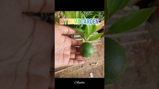 Mosambi harvesting shorts youtubeshorts fruit mygarden harvesting gardening viralshort [upl. by Nilek918]