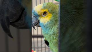 Has a parrot asked a question love soul music song billdance whirlybirds [upl. by Keith194]