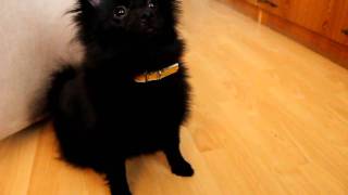 Black pomeraniankleinspitz puppy barking for the ball [upl. by Frodeen]