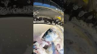 ASMR wheel clean 😋 cardetailing carcleaning satisfying cardetailer [upl. by Tamah801]