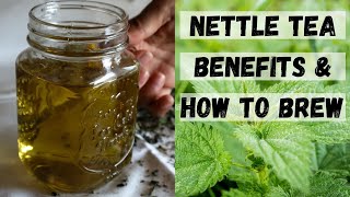 STINGING NETTLE TEA BENEFITS  Nettle Tea Recipes Nettle Benefits [upl. by Groscr]