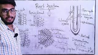 Formation of Lateral Roots  Root system  Function of pericycle  By studistic fellas [upl. by Streeto322]