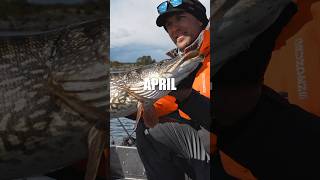 Tactics for Year Round Pike Fishing  Part 1 [upl. by Gilmer]