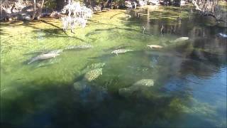 Manatees Big Splash [upl. by Ytsim276]