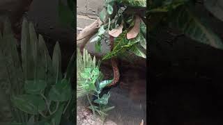 Stunning footage of Brazilian rainbow boa snake standing up and raising head in the air shorts [upl. by Onafets]