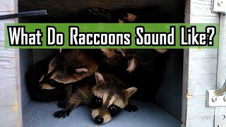 What Do Raccoons Sound Like [upl. by Immot]