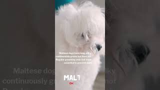 🐕‍🦺💕The 5 Best Hypoallergenic Dog Breeds 🐩🌈 [upl. by Aknahs804]