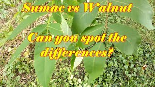 Black Walnut vs Staghorn Sumac  identification tips [upl. by Yvaht]