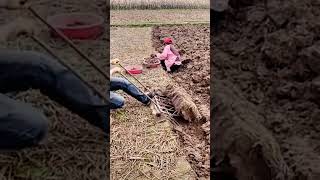 The process of digging underground vegetables with an iron rake [upl. by Oicneserc]