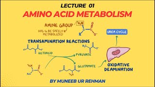 Amino Acid Metabolism  Lecture 01 Transamination amp Deamination  Biochemistry  By Muneeb [upl. by Hausner]