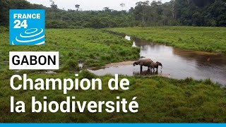 Le Gabon champion de la biodiversité abrite de nombreuses espèces menacées • FRANCE 24 [upl. by Alathia403]