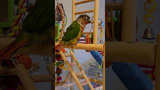 Dancing Conure [upl. by Augie880]