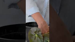 Plant Myths  Bigger Pot Bigger Plant houseplantclub houseplants indoorplants houseplantsclub [upl. by Corine]