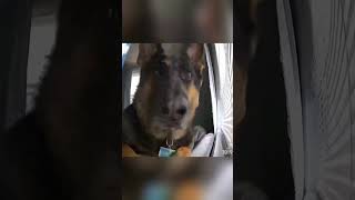 Dog on camera music bgm happy funny funnyanimals [upl. by Tadich567]