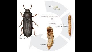 COMO TRANFORMAR A LARVA EM BESOURO  SERIE TENEBRIO GIGANTE [upl. by Khosrow392]