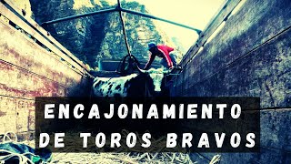 ENCAJONAMIENTO DE TOROS BRAVOS  GANANDERÍA RONCALLA EN MOLLEBAMBA [upl. by Adelia151]