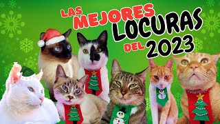 LO MEJOR DEL AÑO 😹😻 CAT REWIND 2023 [upl. by Jacobba484]