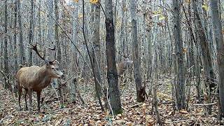 Biche sangliers chevreuilset cerfs 😍😍 animauxsauvages wildlife faunesauvage trailcamera [upl. by Enialahs]