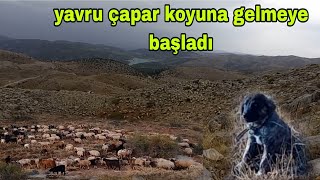 ÇOBANIN EN SEVDİĞİ ZAMANLAR DAĞLAR YEŞERİYOR Cila ne Dağından Manzaralar [upl. by Fusuy]