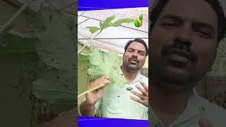 വെണ്ടയിലെ ഇലപ്പുള്ളി രോഗം  CERCOSPORA LEAF SPOT SKSHINU [upl. by Ardnyk472]