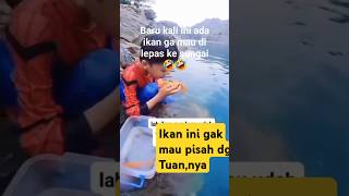 Ikan sayang pada tuannya funny memes lucu overlay animasi [upl. by Griselda]