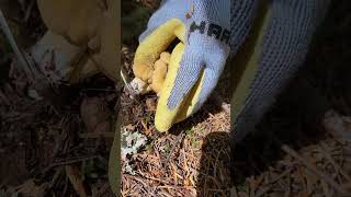 Chanterelle mushroom Aug 3rd 2024 chanterelles mushroom [upl. by Giselbert501]