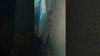 blue spotted stingray found in Australia 🪼🌊💕 stingray stingrays cuteanimals [upl. by Schaaff]