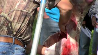 Deer Processing 2 Quartering  Indiana DNR [upl. by Fisch]