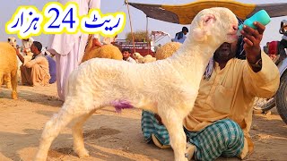 Mundra kidz Mundra market close white Gulabi Mundra Malik Imran goat farm goat farming Qurbani 2025 [upl. by Nae603]