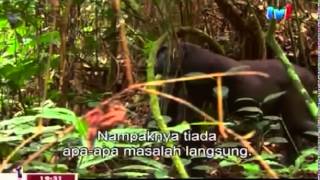 National Geographic Mystery Gorilla Part 1 [upl. by Eigla]