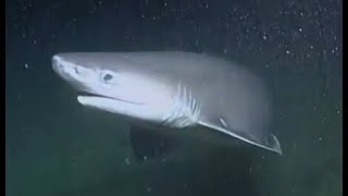 Facts The Bluntnose Sixgill Shark [upl. by Dlaregztif]