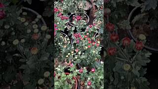 Nursery visit for Winter flowering plants gardening winterflowersNursery viralshortsplants [upl. by Malas]