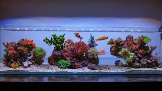 Mr Aqua 12 Gallon Long Nano  Almost 4 Years Old [upl. by Sueaddaht]