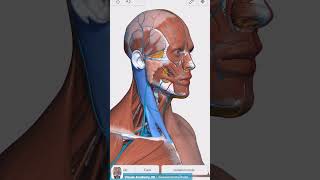 Visual Anatomy 3D  Facts about the Sternocleidomastoid muscle [upl. by Anassor]