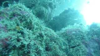 2013 Tioman Island Malaysia  Scuba Diving w Angel Fish [upl. by Eenert]